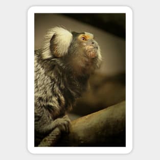 Common Marmoset Sticker